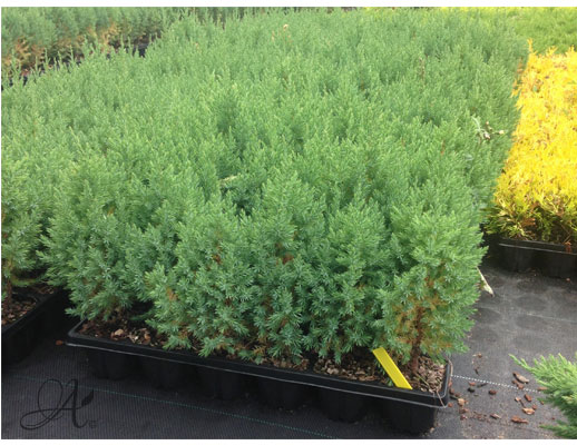 Juniperus Chinensis Stricta - conifer Seedlings in P9 from Dutch nurseries