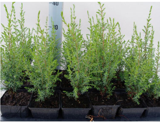 Juniperus Communis Arnold - conifer Seedlings in P9 from Dutch nurseries