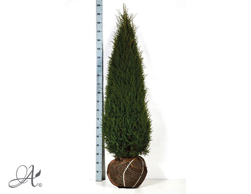 Juniperus Communis Hibernica – open ground conifers from Dutch nurseries