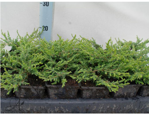 Juniperus Communis Repanda - conifer Seedlings in P9 from Dutch nurseries