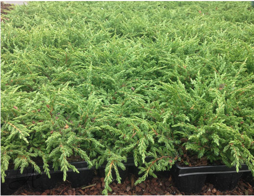 Juniperus Communis Green Carpet - conifer Seedlings in P9 from Dutch nurseries