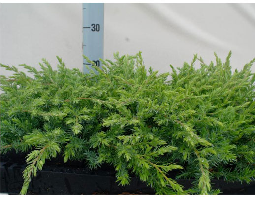 Juniperus Conferta Schlager - conifer Seedlings in P9 from Dutch nurseries