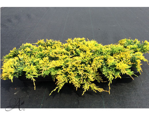 Juniperus Horizontalis Golden Carpet - conifer Seedlings in P9 from Dutch nurseries