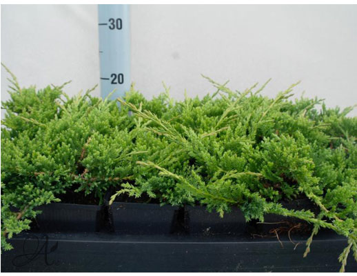 Juniperus Horizontalis Prince of Wales - conifer Seedlings in P9 from Dutch nurseries