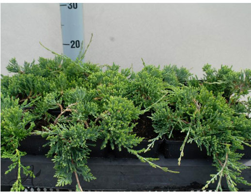 Juniperus Horizontalis Wiltonii - conifer Seedlings in P9 from Dutch nurseries
