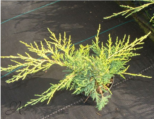 Juniperus Pfitzariana Old Gold - conifer Seedlings in P9 from Dutch nurseries