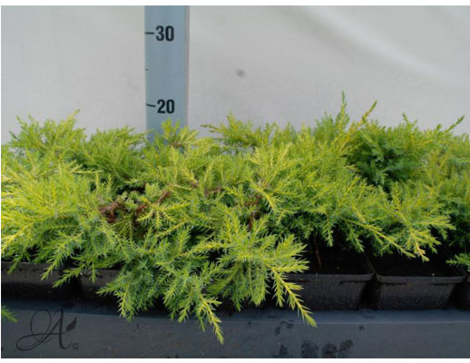 Juniperus Pfitzariana Goldkissen - conifer Seedlings in P9 from Dutch nurseries