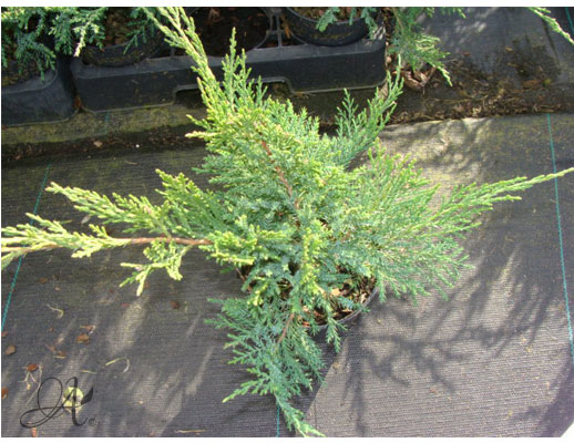 Juniperus Pfitzariana Mint Julep - conifer Seedlings in P9 from Dutch nurseries