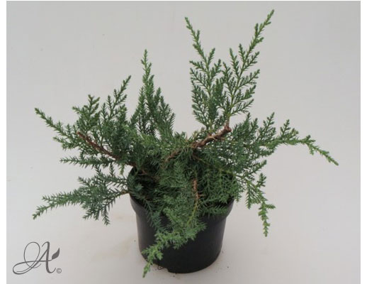 Juniperus Sabina Rockery Gem - conifer Seedlings in P9 from Dutch nurseries