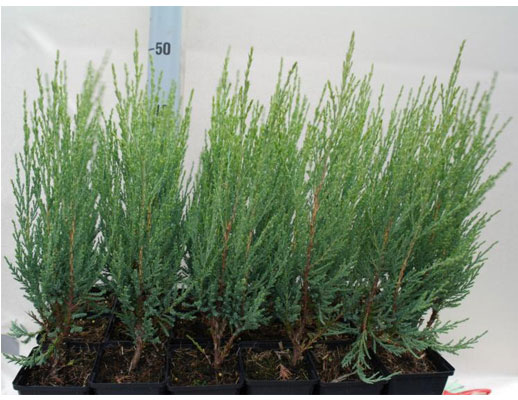 Juniperus Scopulorum Blue Arrow - conifer Seedlings in P9 from Dutch nurseries