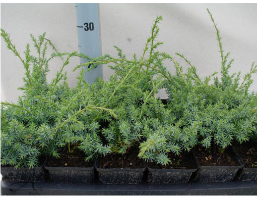 Juniperus Squamata Blue Alps - conifer Seedlings in P9 from Dutch nurseries