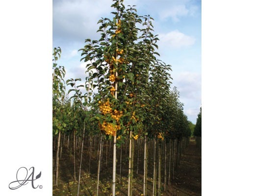 Malus ‘Golden Hornet’ – Open ground trees from Dutch nurseries