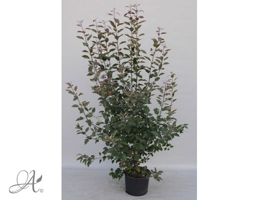 Malus Profusion C20 standard - shrubs in containers from Dutch nurseries