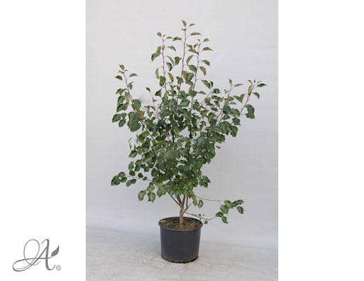 Malus Rudolph C20 standard - shrubs in containers from Dutch nurseries