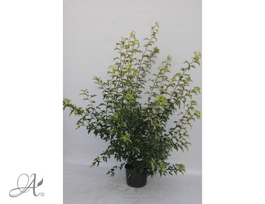 Malus Toringo Brouwers Beuaty C20 standard - shrubs in containers from Dutch nurseries