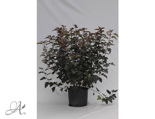 Physocarpus Opulifolius Diabolo C20 standard - shrubs in containers from Dutch nurseries