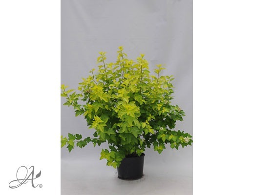 Physocarpus Opulifolius Luteus C20 standard - shrubs in containers from Dutch nurseries