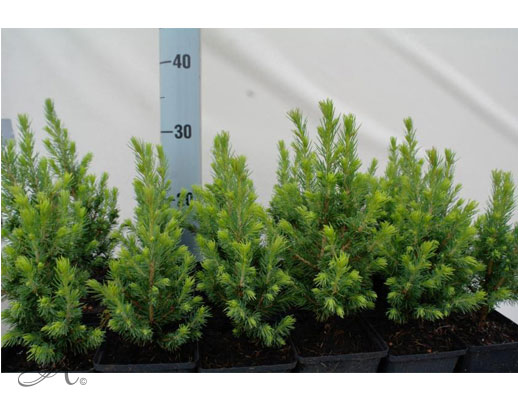 Picea Glauca Conica - conifer Seedlings in P9 from Dutch nurseries