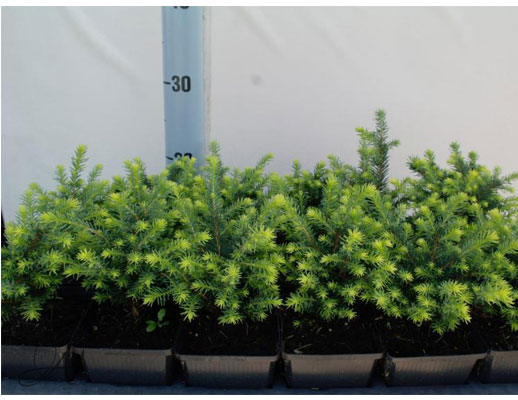 Picea Omorika Karel - conifer Seedlings in P9 from Dutch nurseries