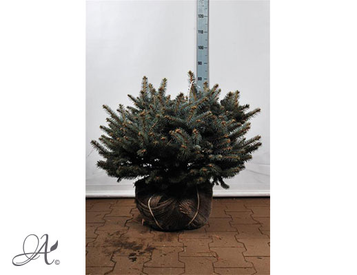 Picea Pungens Glauca Globosa – open ground conifers from Dutch nurseries