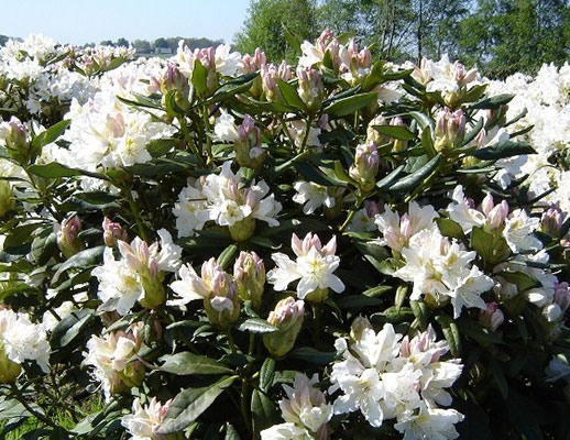 Rhododendron Caucasium Cunningham White from Dutch nurseries