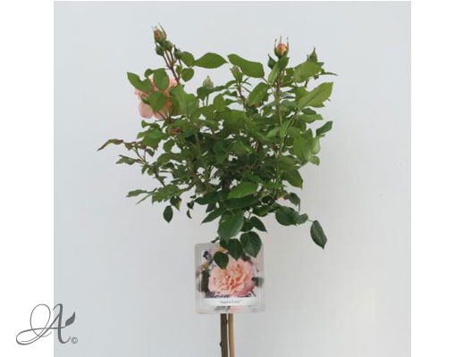 Rose Augusta Luise – roses from Dutch nurseries