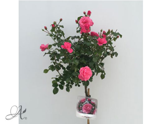 Rose Berleburg Castle – roses from Dutch nurseries