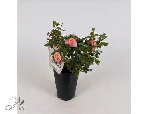 Rose Concerto® – roses from Dutch nurseries