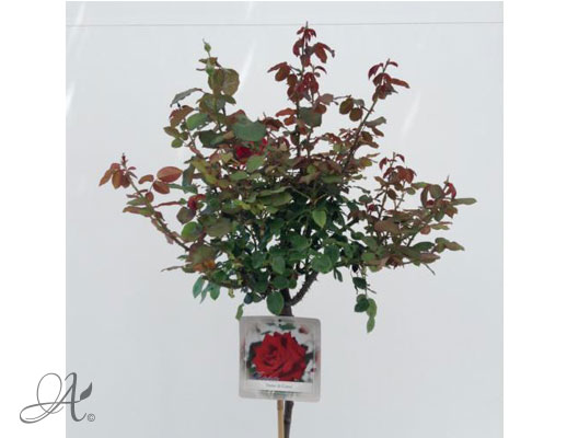 Rose Dame de Coeur – roses from Dutch nurseries