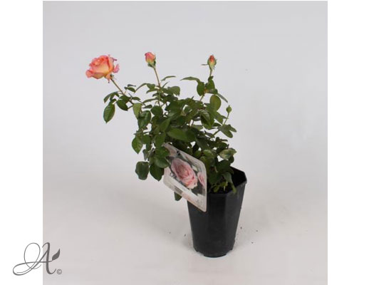 Rose Elle® – roses from Dutch nurseries