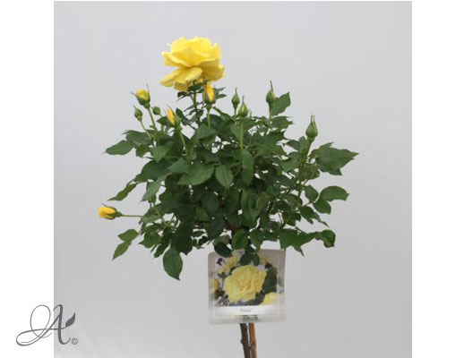 Rose Friesia® – roses from Dutch nurseries