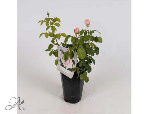 Rose Frédéric-Mistral® – roses from Dutch nurseries