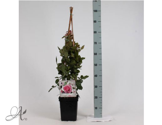 Rose Ghita Renaissance® – roses from Dutch nurseries