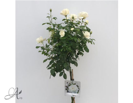 Rose Helga – roses from Dutch nurseries