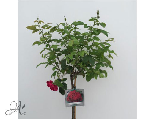 Rose L.D. Braithwaite – roses from Dutch nurseries