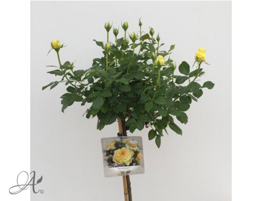 Rose Marselisborg – roses from Dutch nurseries