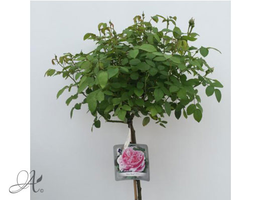 Rose Mary Rose – roses from Dutch nurseries