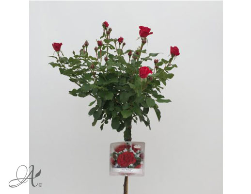 Rose Nina Weibull – roses from Dutch nurseries