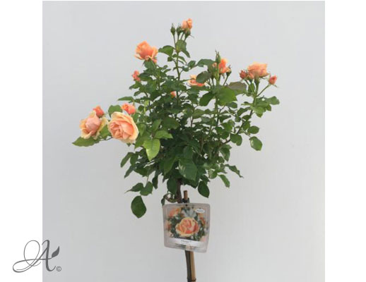 Rose Olympic Palace® – roses from Dutch nurseries