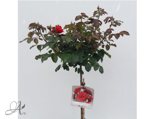 Rose Olympisches Feuer 92 – roses from Dutch nurseries