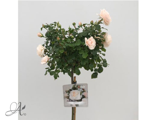  Rose Queen Palace® – roses from Dutch nurseries
