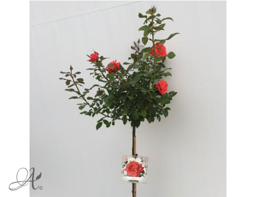 Rose Ramona – roses from Dutch nurseries