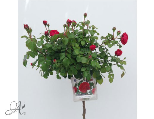 Rose Red Leonardo da Vinci® – roses from Dutch nurseries