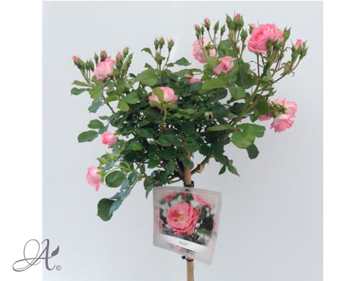 Rose Rosali® – roses from Dutch nurseries