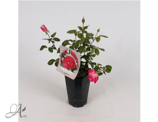 Rose Rose Gaujard – roses from Dutch nurseries