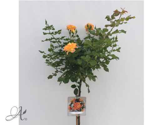 Rose Sahara® – roses from Dutch nurseries
