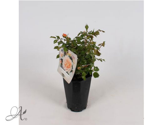 Rose Sangerhauser Jubilaumsrose® – roses from Dutch nurseries