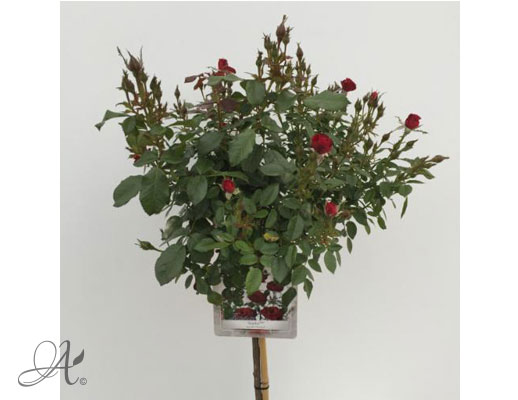 Rose Scarlet PatioHit® – roses from Dutch nurseries