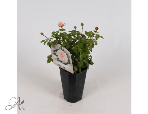 Rose Schloss-Eutin® – roses from Dutch nurseries