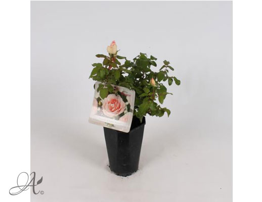 Rose Souvenir de Baden Baden® – roses from Dutch nurseries